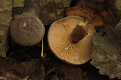 Lactarius flexuosus