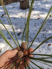Pinus arizonica
