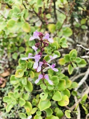 Aeollanthus parvifolius