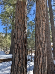 Pinus arizonica