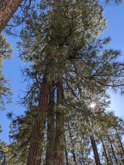 Pinus arizonica
