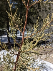 Juniperus deppeana