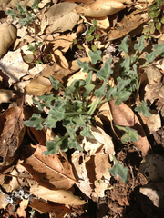 Calystegia collina oxyphylla
