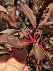 Arbutus arizonica