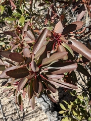 Arbutus arizonica