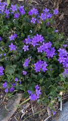 Campanula poscharskyana