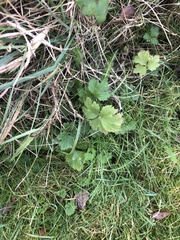 Ranunculus repens