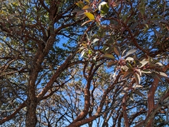 Arbutus arizonica