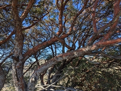 Arbutus arizonica