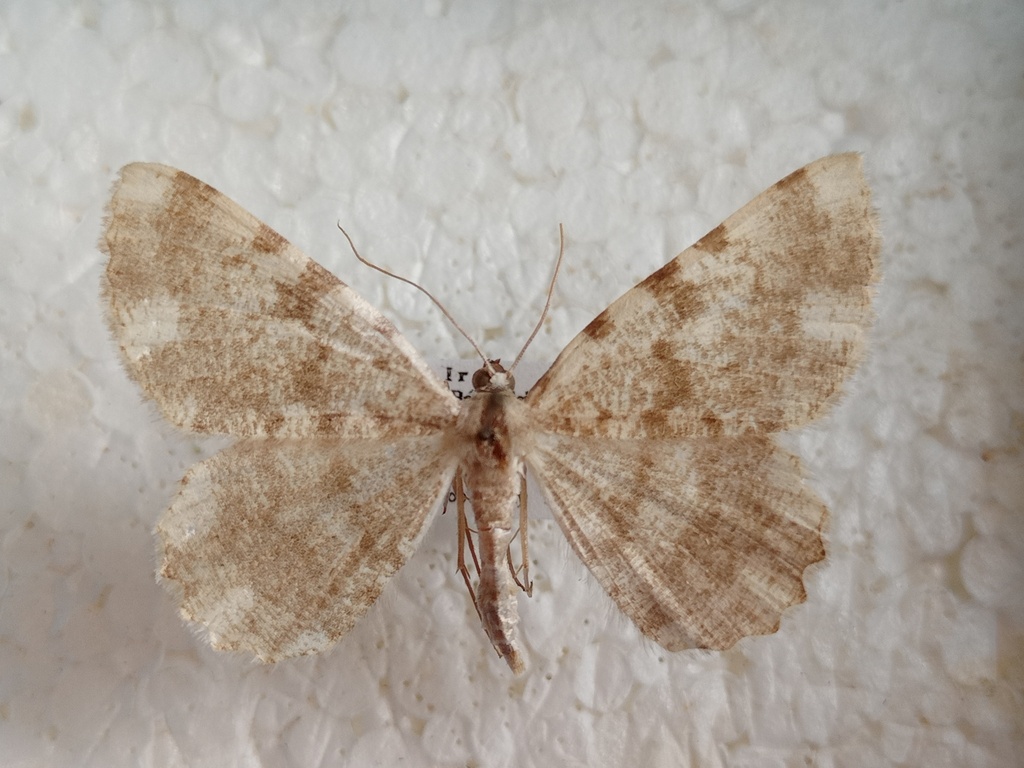 Dicrognophos snelleni