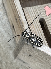 Plectrodera scalator