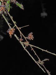 Lasioglossum peraustrale