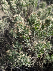 Ericameria laricifolia