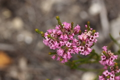 Erica pulchella