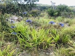 Agapanthus campanulatus