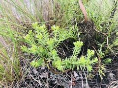 Crassula ericoides