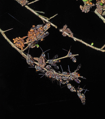 Lasioglossum peraustrale