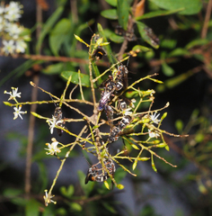 Lasioglossum peraustrale