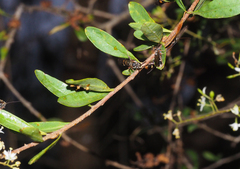 Lasioglossum peraustrale