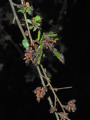 Lasioglossum peraustrale