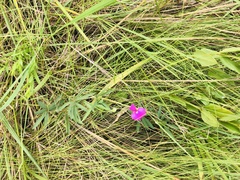 Tephrosia bachmannii