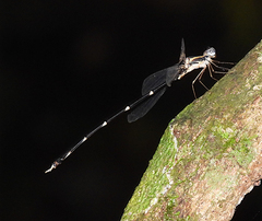 Episynlestes albicaudus