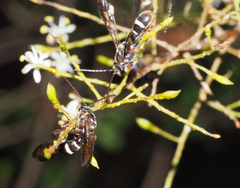 Lasioglossum peraustrale