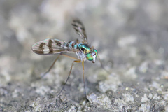 Heteropsilopus ingenuus