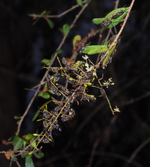 Lasioglossum peraustrale