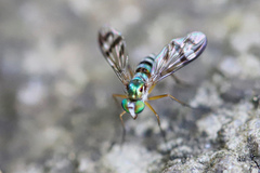 Heteropsilopus ingenuus