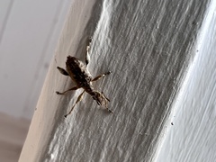 Stephanorhynchus curvipes