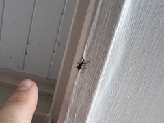 Stephanorhynchus curvipes