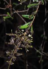 Lasioglossum peraustrale
