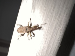 Stephanorhynchus curvipes