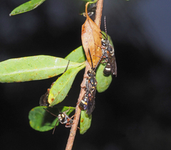 Lasioglossum peraustrale