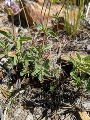 Monardella odoratissima