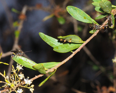Lasioglossum peraustrale