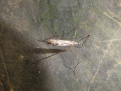 Paralimnophila