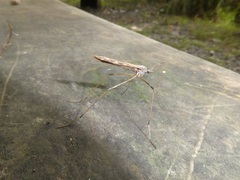 Paralimnophila