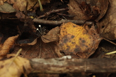 Marasmius epiphyllus
