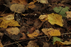 Marasmius epiphyllus