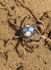 Mictyris longicarpus