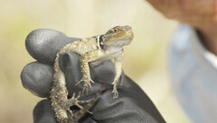 Sceloporus cyanogenys