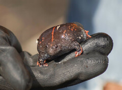 Rhinophrynus dorsalis