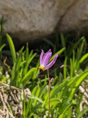Primula tetrandra