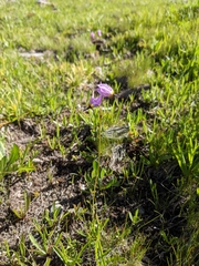 Primula tetrandra