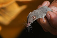 Notiosorex crawfordi