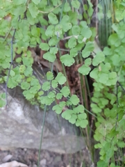 Adiantum aethiopicum