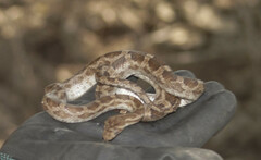 Pantherophis emoryi