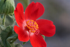 Hibiscus martianus